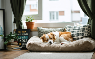 Aménager un coin sommeil pour votre animal dans un petit espace