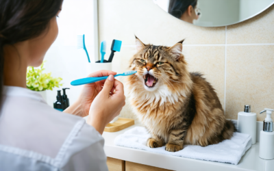 Comment brosser les dents de votre chat efficacement ?