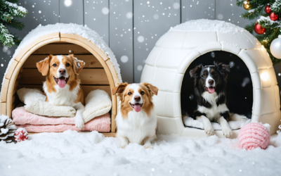 Les meilleures niches pour chiens en hiver : isolation et confort